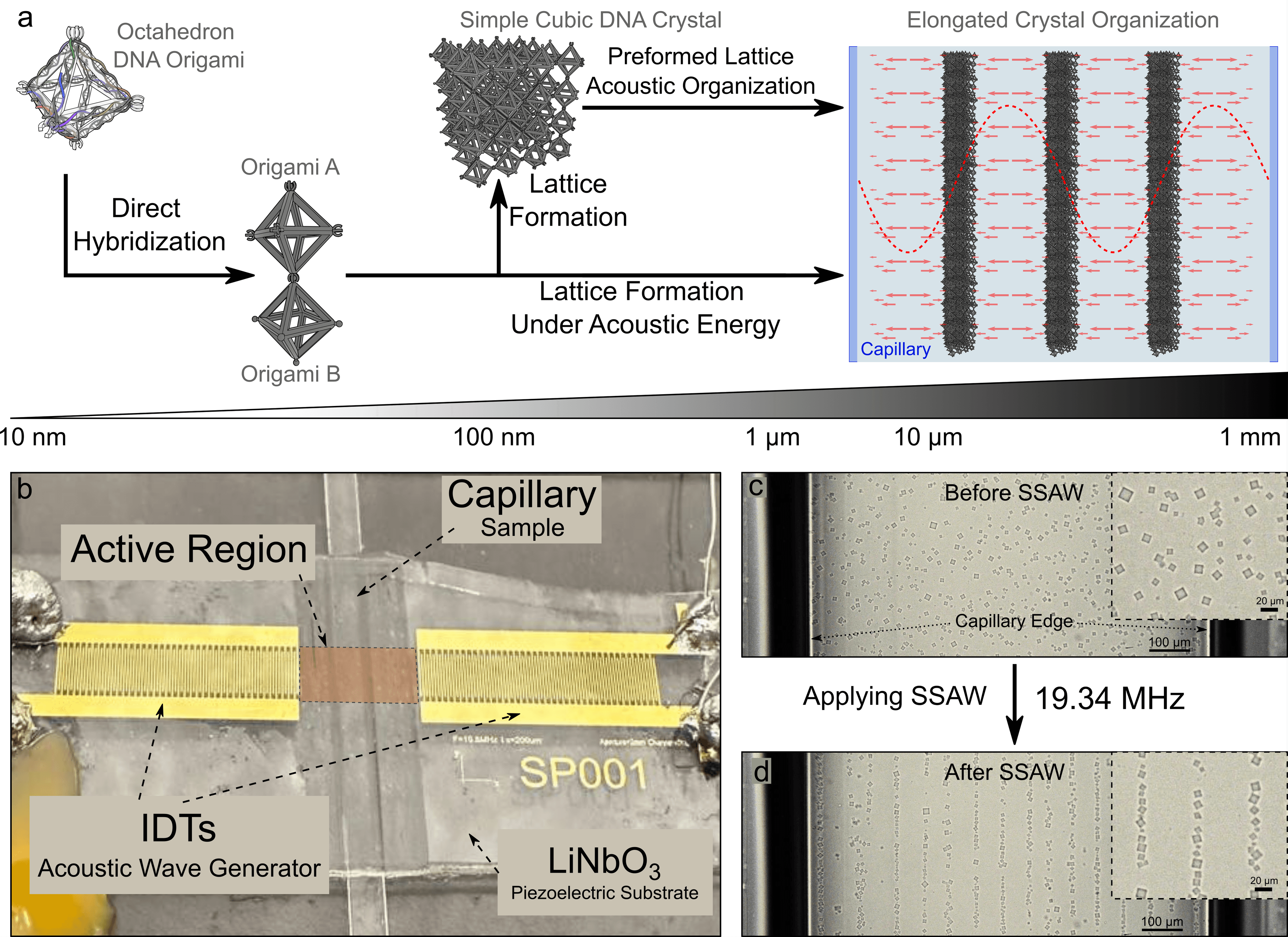 Acoustic organization of DNA superlattices: from octahedron to millimeter-scale order