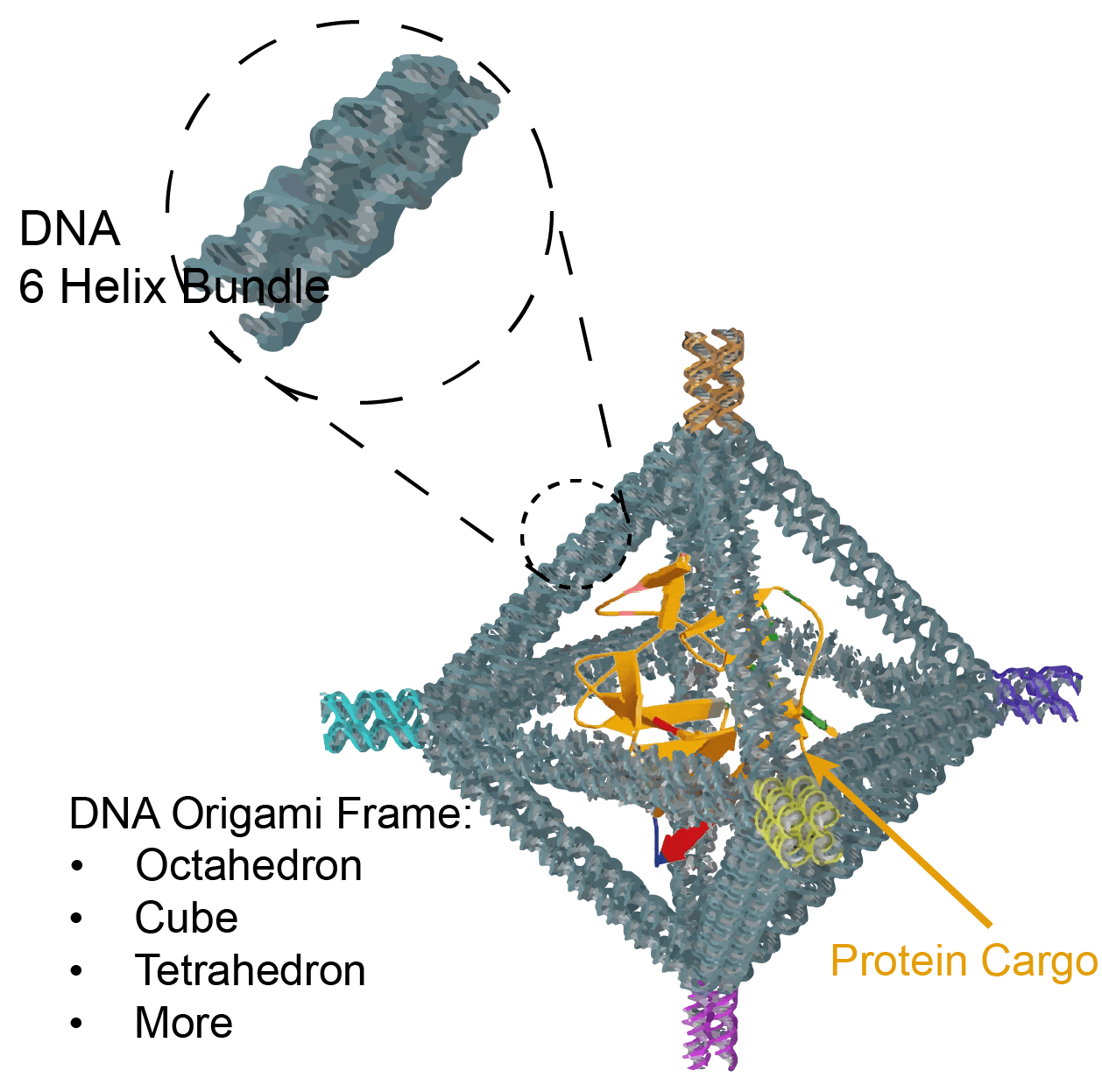 DNA origami octahedral frame carrying protein cargo, assembled from 6-helix bundle edges