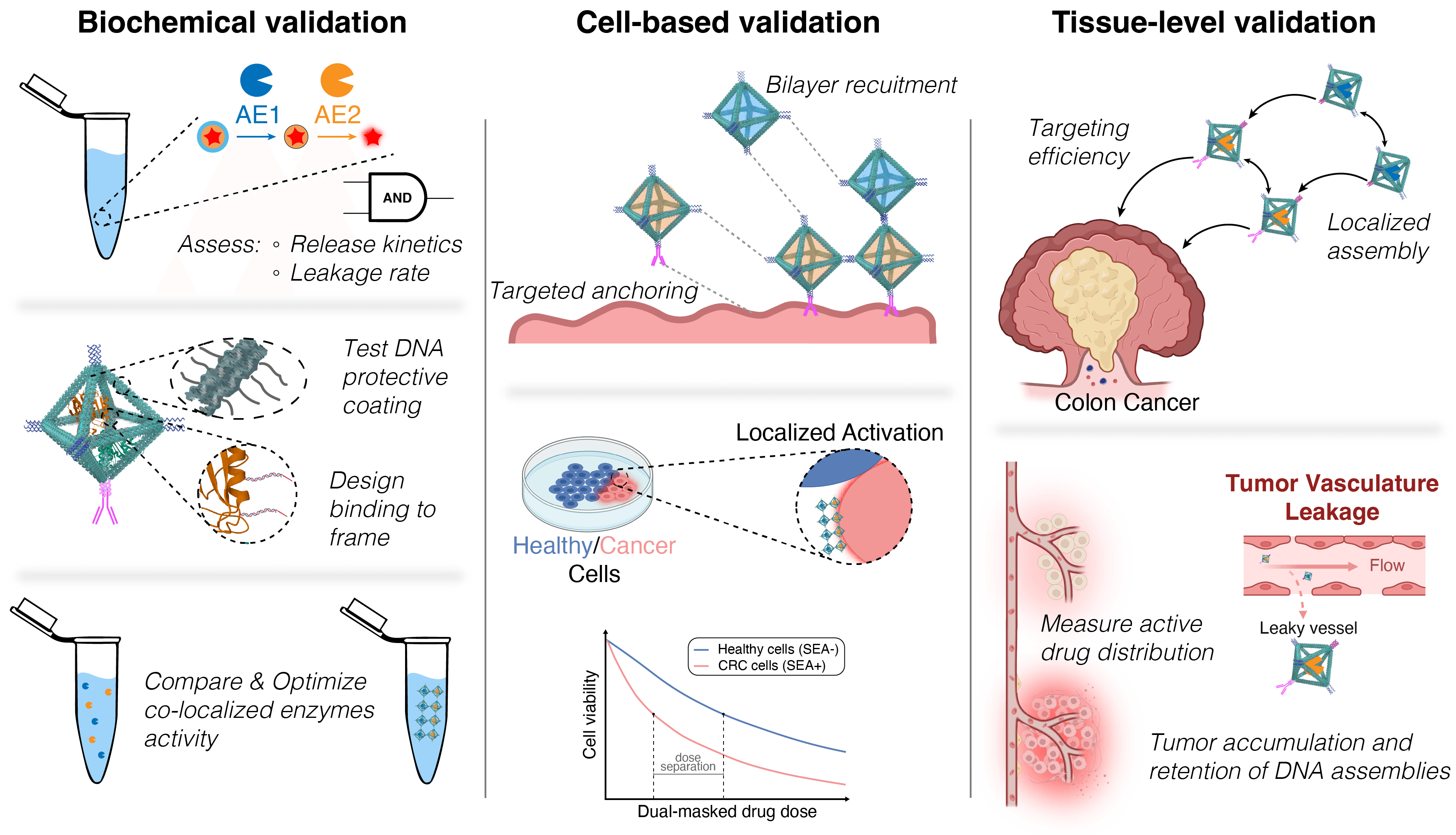 SEA platform: biochemical, cell-based, and tissue-level validation