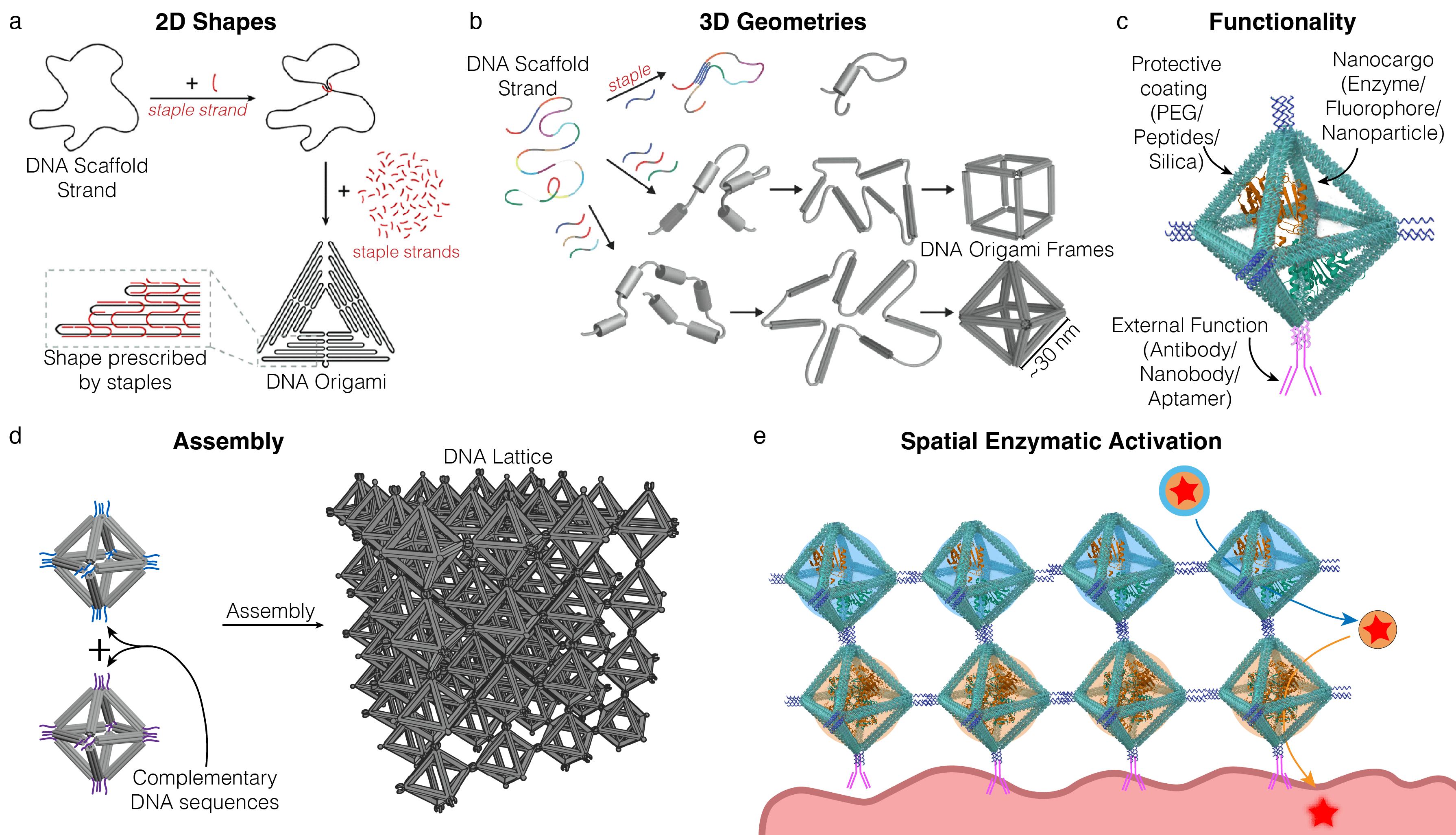 DNA Origami Design