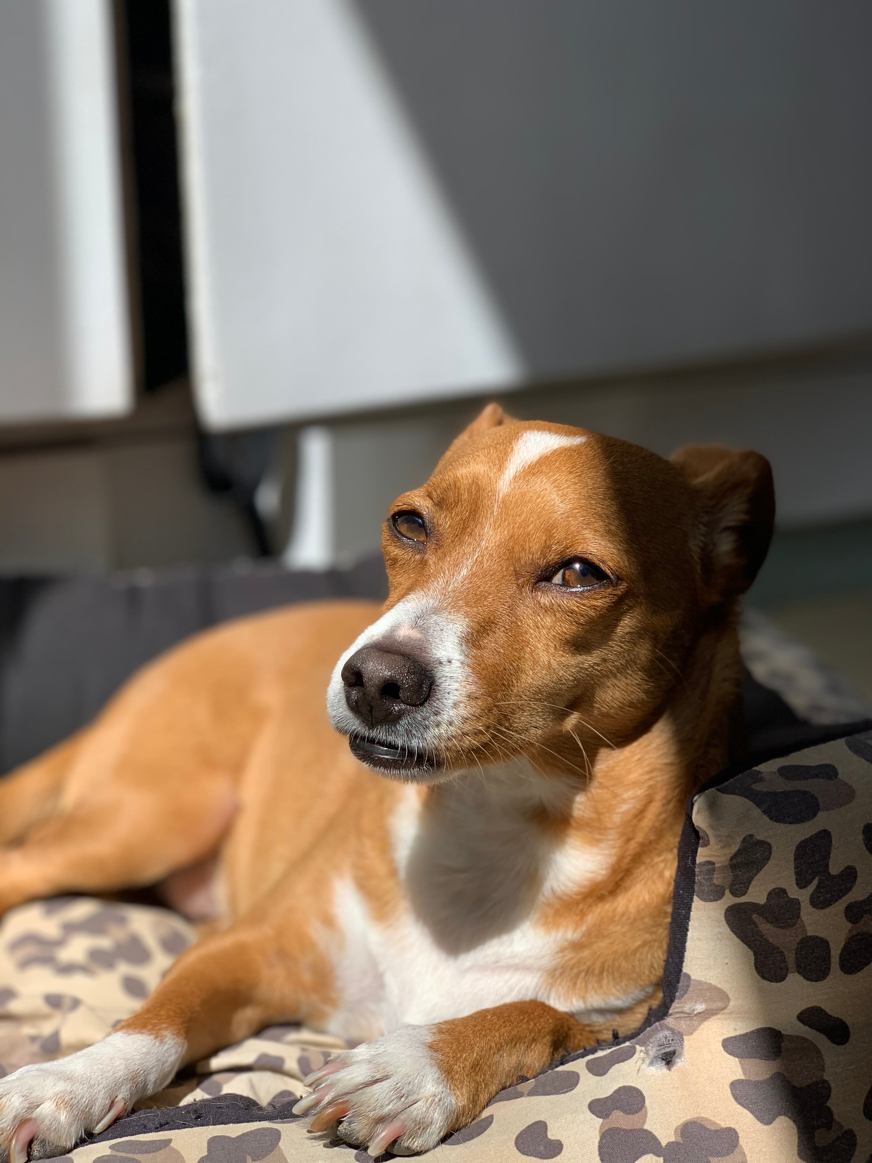 Xavi, Arnon Lab mascot